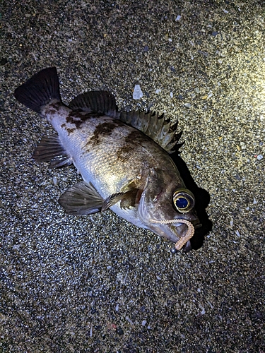 メバルの釣果