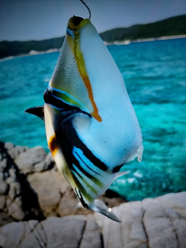 ムラサメモンガラの釣果