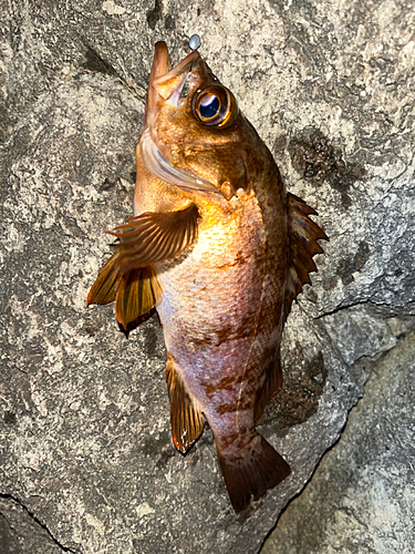 メバルの釣果