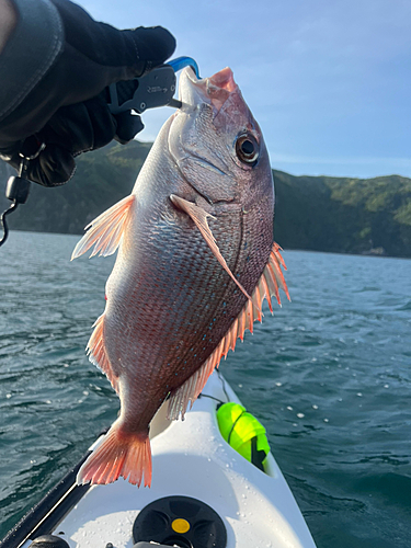 マダイの釣果