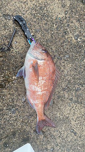 タイの釣果