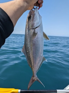 ショゴの釣果