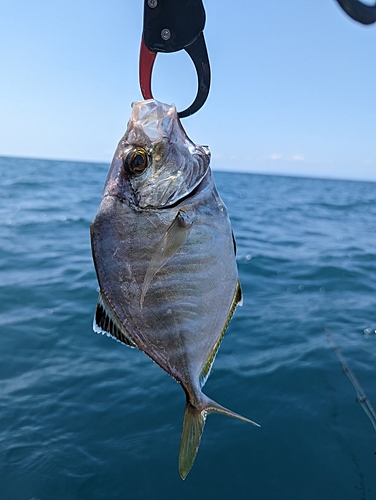 カイワリの釣果