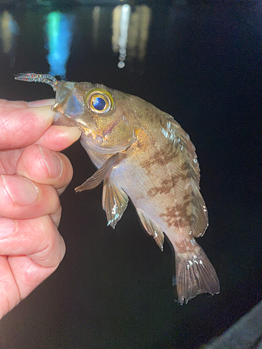 メバルの釣果