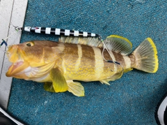 アオハタの釣果