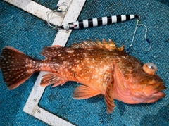 カサゴの釣果