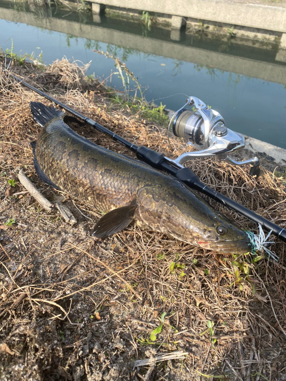 ☆魚を求めて三千里☆ さんの 2023年05月02日のライギョの釣り・釣果情報(福岡県 - 福岡県柳川市近辺) - アングラーズ |  釣果600万件の魚釣り情報サイト