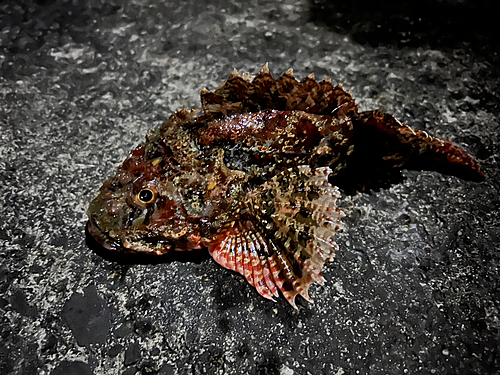 オニカサゴの釣果