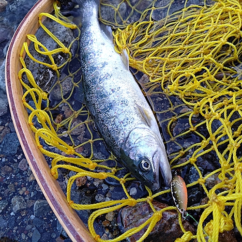 アマゴの釣果