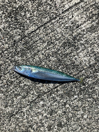 サバの釣果