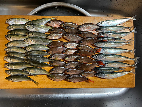 サバの釣果