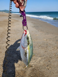 ワラサの釣果