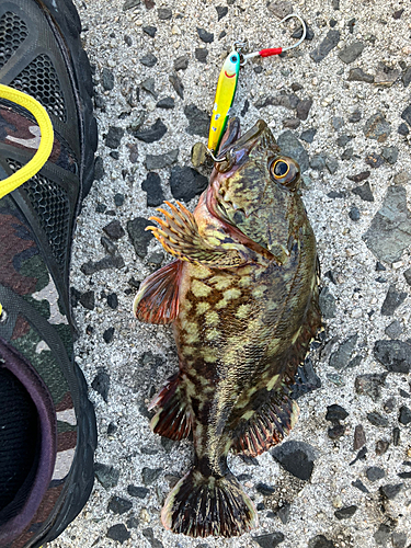 カサゴの釣果