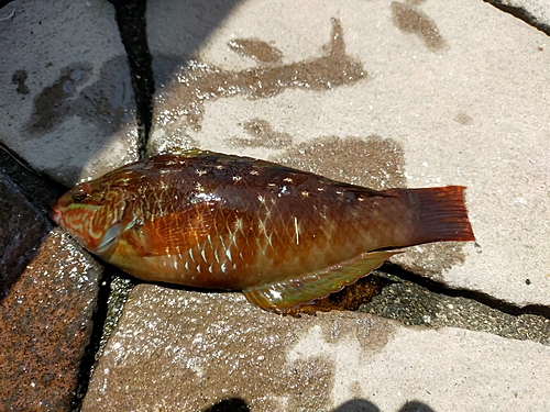 イソベラの釣果