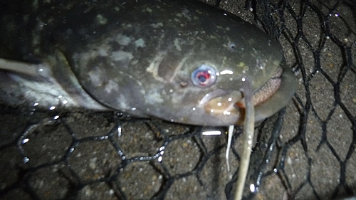 ナマズの釣果