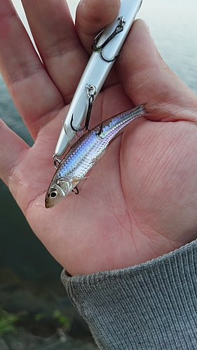 ニゴイの釣果