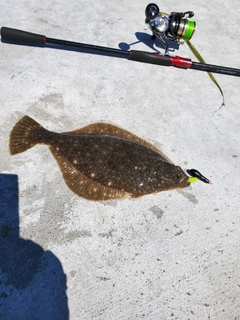 イシモチの釣果