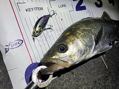 シーバスの釣果