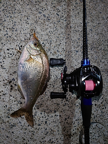 ウミタナゴの釣果