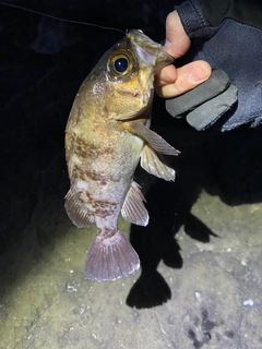 アカメバルの釣果