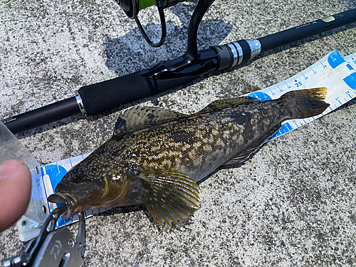 アイナメの釣果