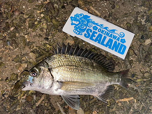 ミナミクロダイの釣果