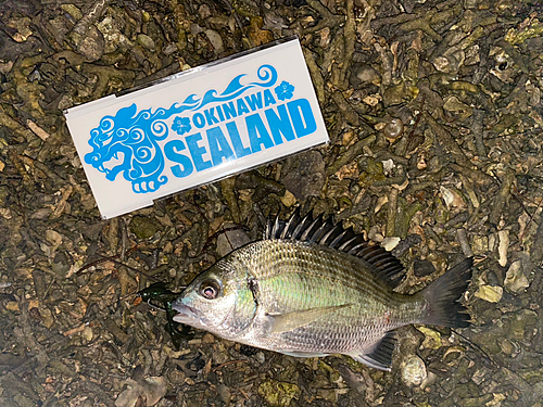 ミナミクロダイの釣果