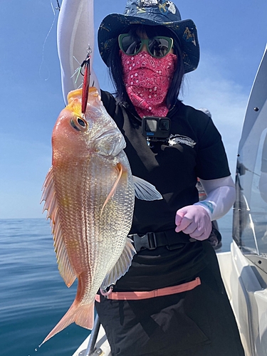 レンコダイの釣果