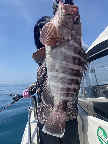 マハタの釣果