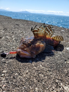 カジカの釣果