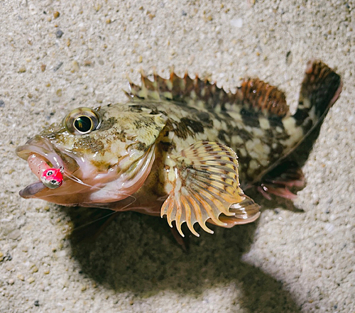 アラカブの釣果