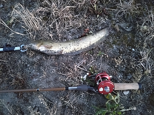 マナマズの釣果