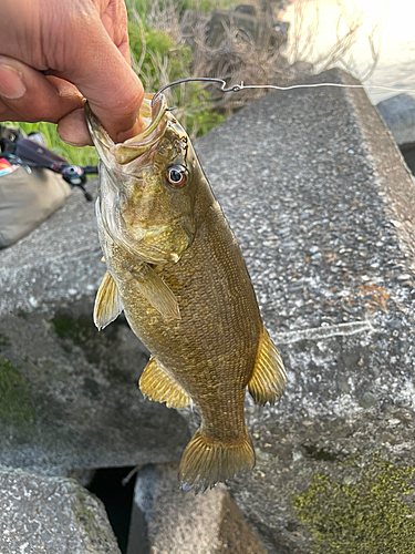 スモールマウスバスの釣果