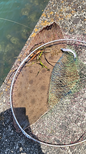 ツバクロエイの釣果