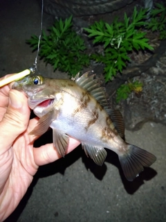 タケノコメバルの釣果