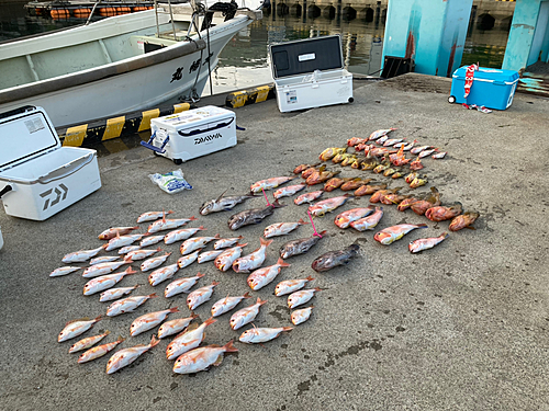 マダイの釣果