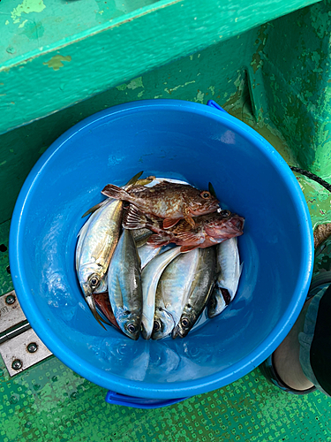 アジの釣果