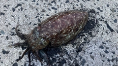 コウイカの釣果