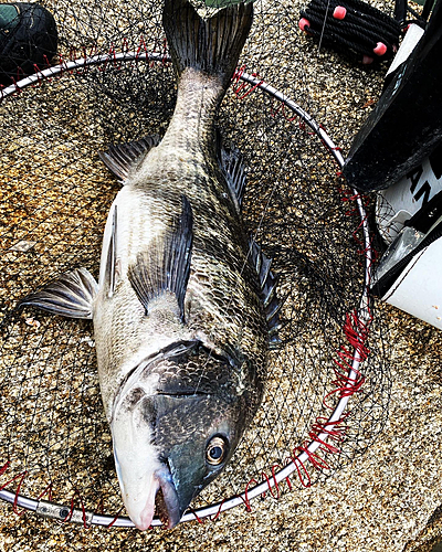 チヌの釣果