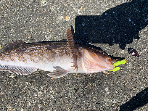 アイナメの釣果