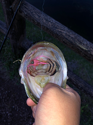 ブラックバスの釣果