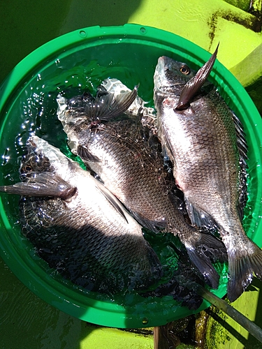 クロダイの釣果