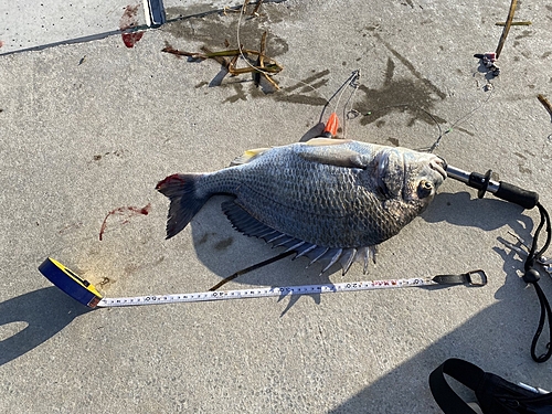 クロダイの釣果