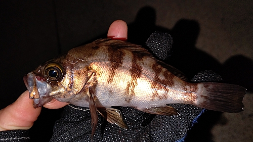 メバルの釣果