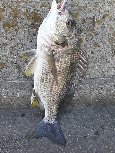 チヌの釣果