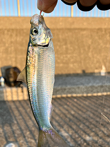 サッパの釣果