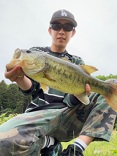 ブラックバスの釣果