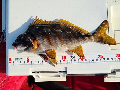 タカノハダイの釣果