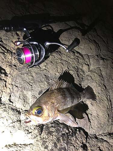 シロメバルの釣果