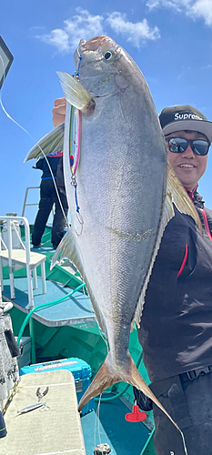 ヒレナガカンパチの釣果